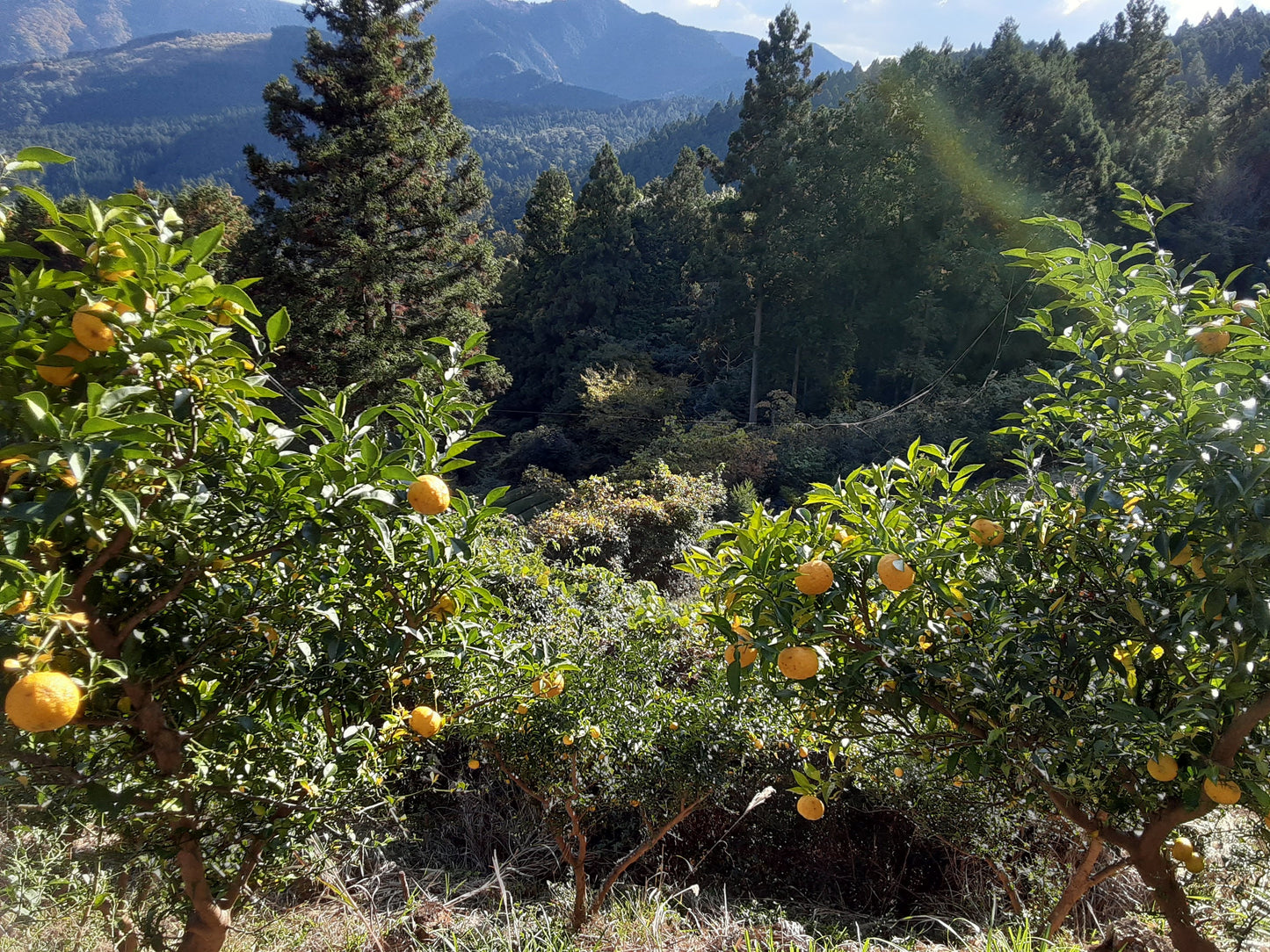 Yuzu Kukicha - Grüner Tee
