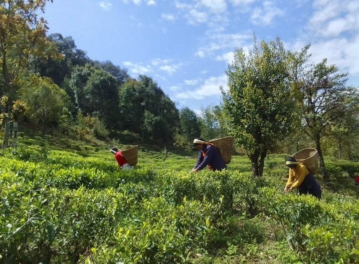 Junkiri - Schwarzer Tee