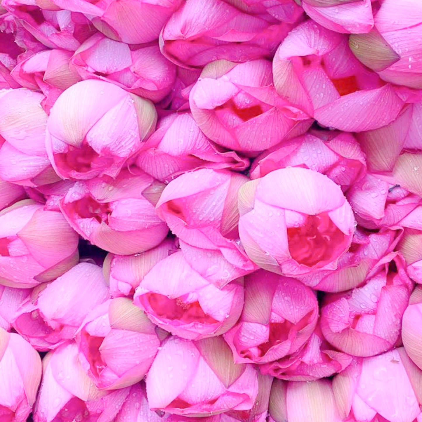 Lotus Blossom Thái Nguyên - Green Tea