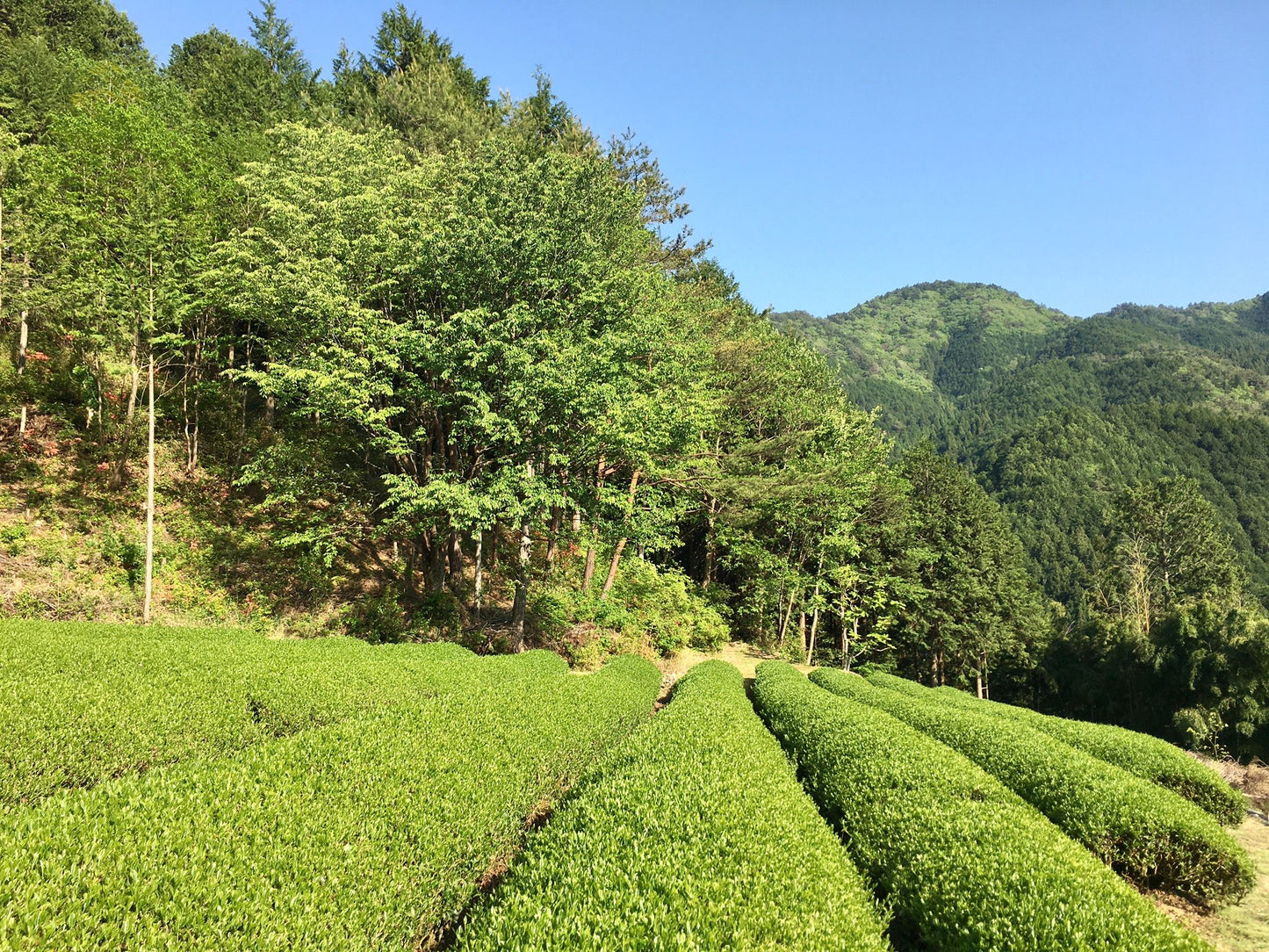 Yamadori Hōjicha - Grüner Tee