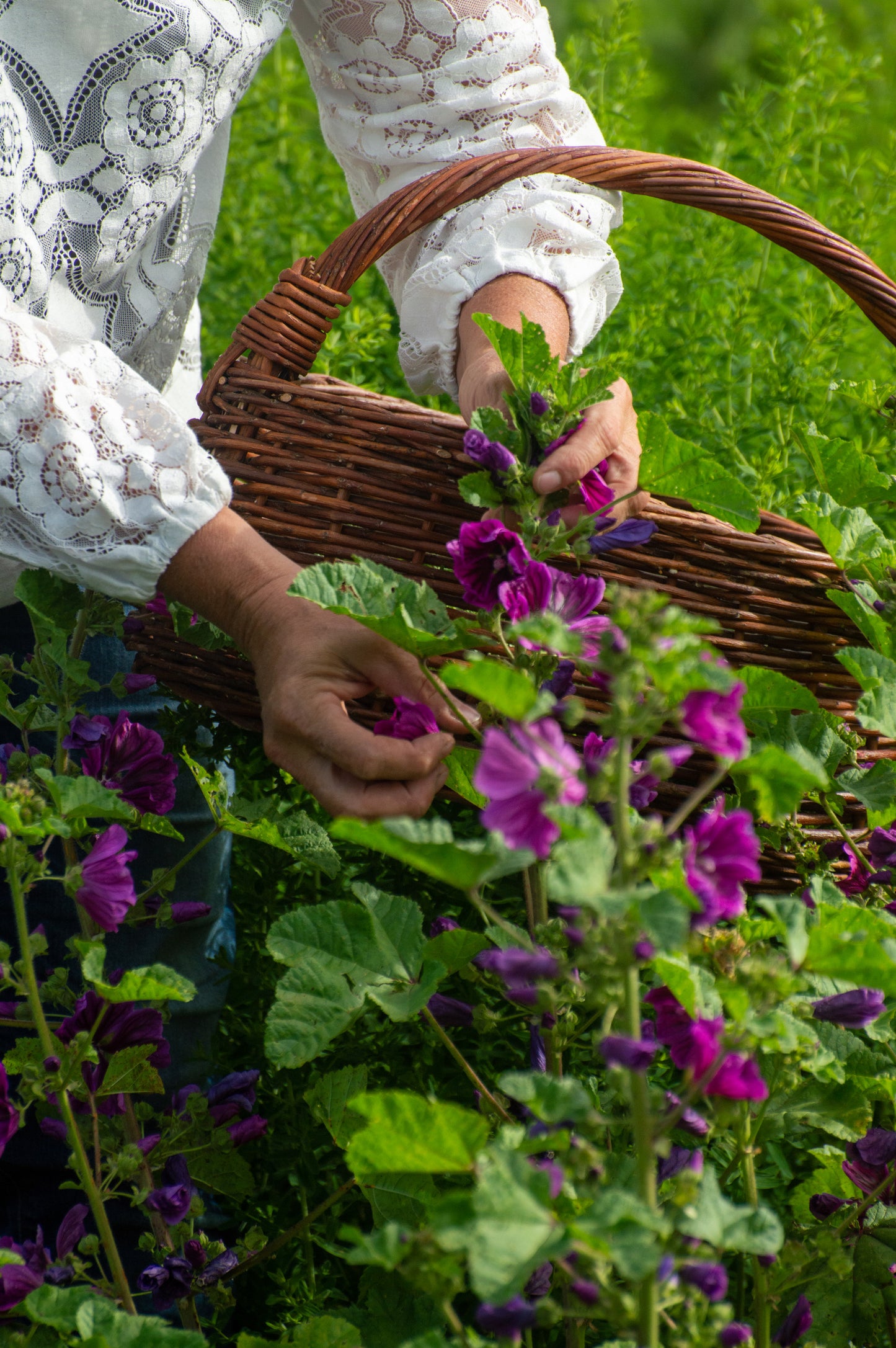 Reset - herbal blend