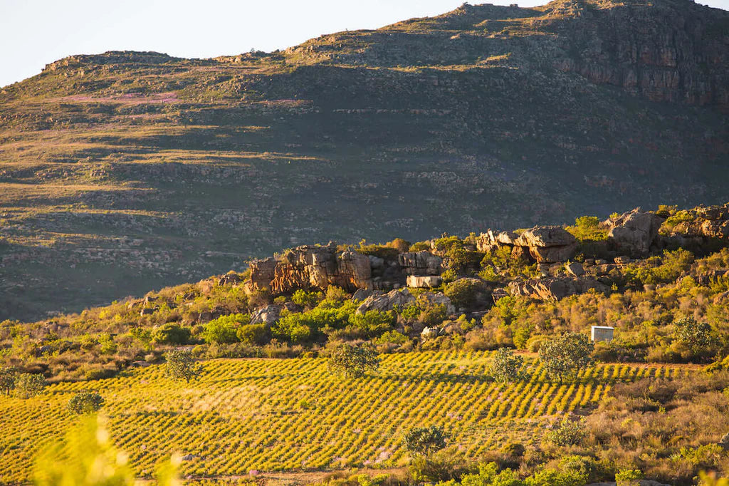 Cederberg Rooibos - Herbal Tea