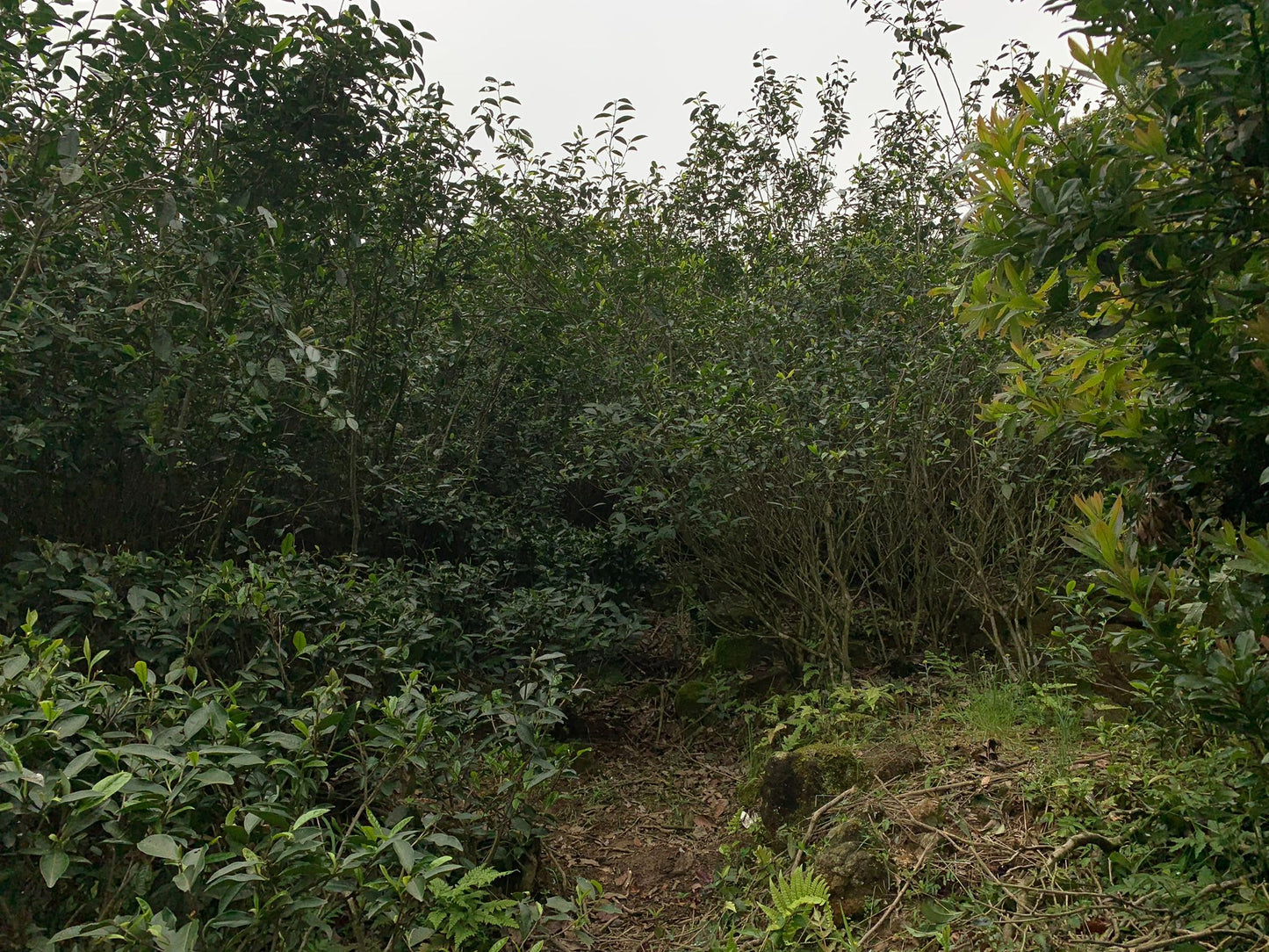 Gui Hua Wild - Black Tea