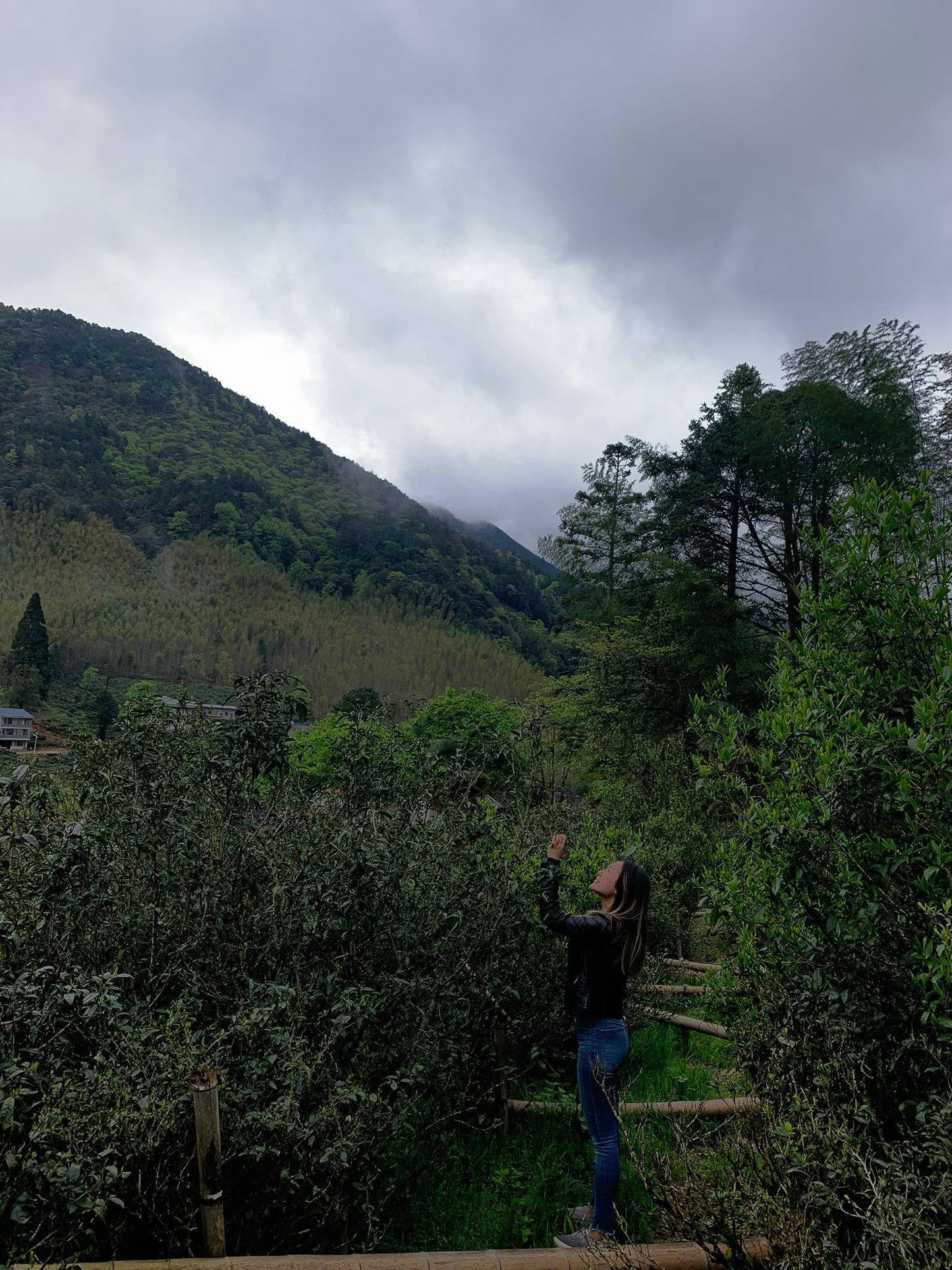 Lapsang Souchong - Schwarzer Tee