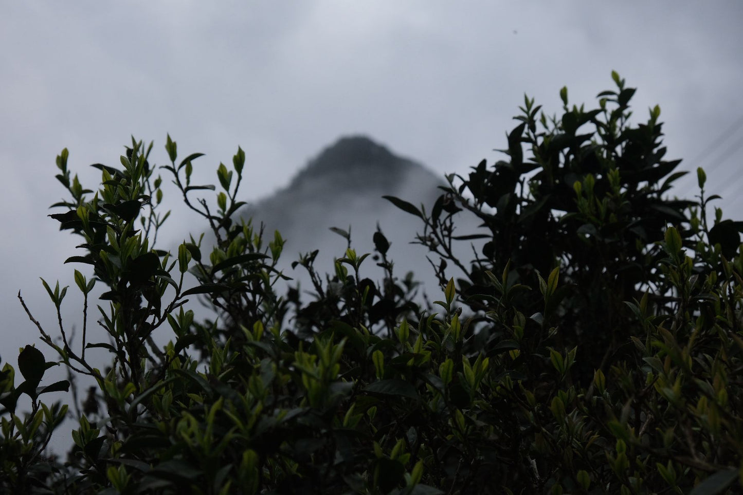 Lapsang Souchong Unsmoked - Schwarzer Tee