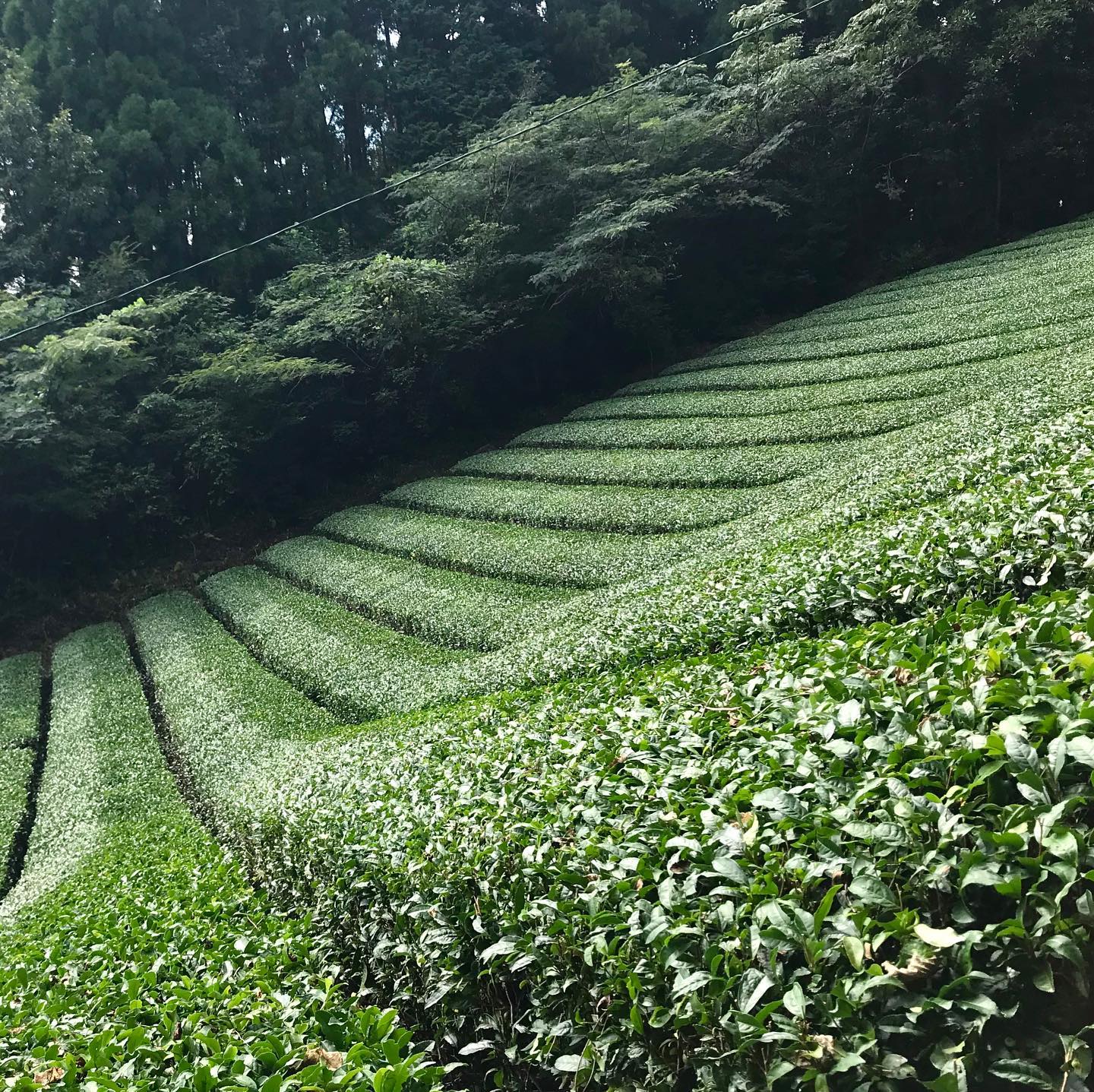 Kōcha Sayamakaori – Schwarzer Tee