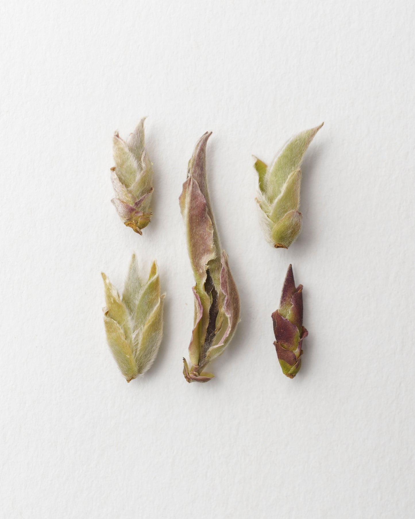 Yesheng Bai Ya - White Tea