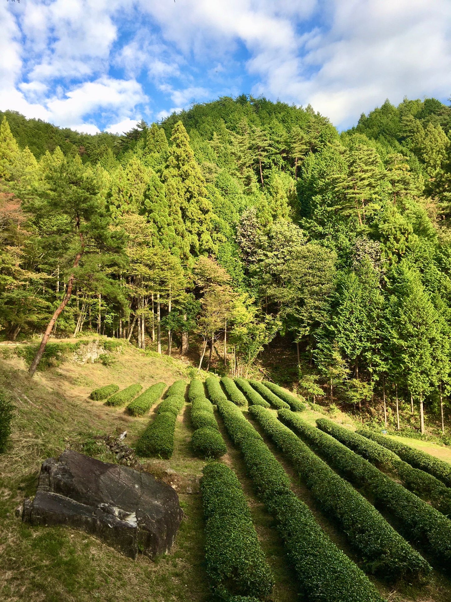 Sencha Suginomoto - Grüner Tee