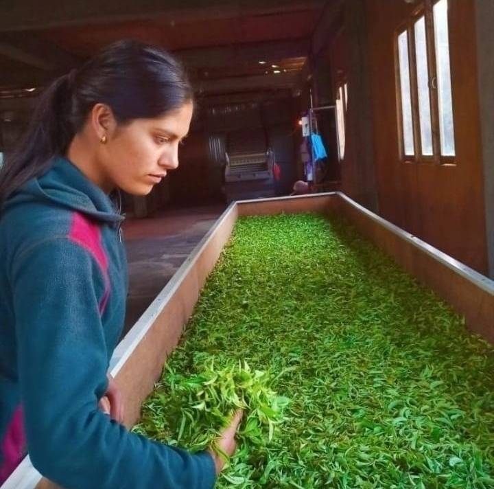 rami tea – Tees & Matcha direkt aus kleinen Teegärten