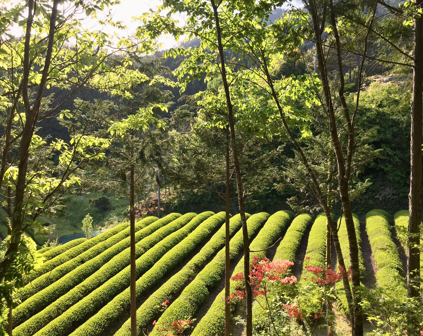 Yamadori Spring Hōjicha - Green Tea