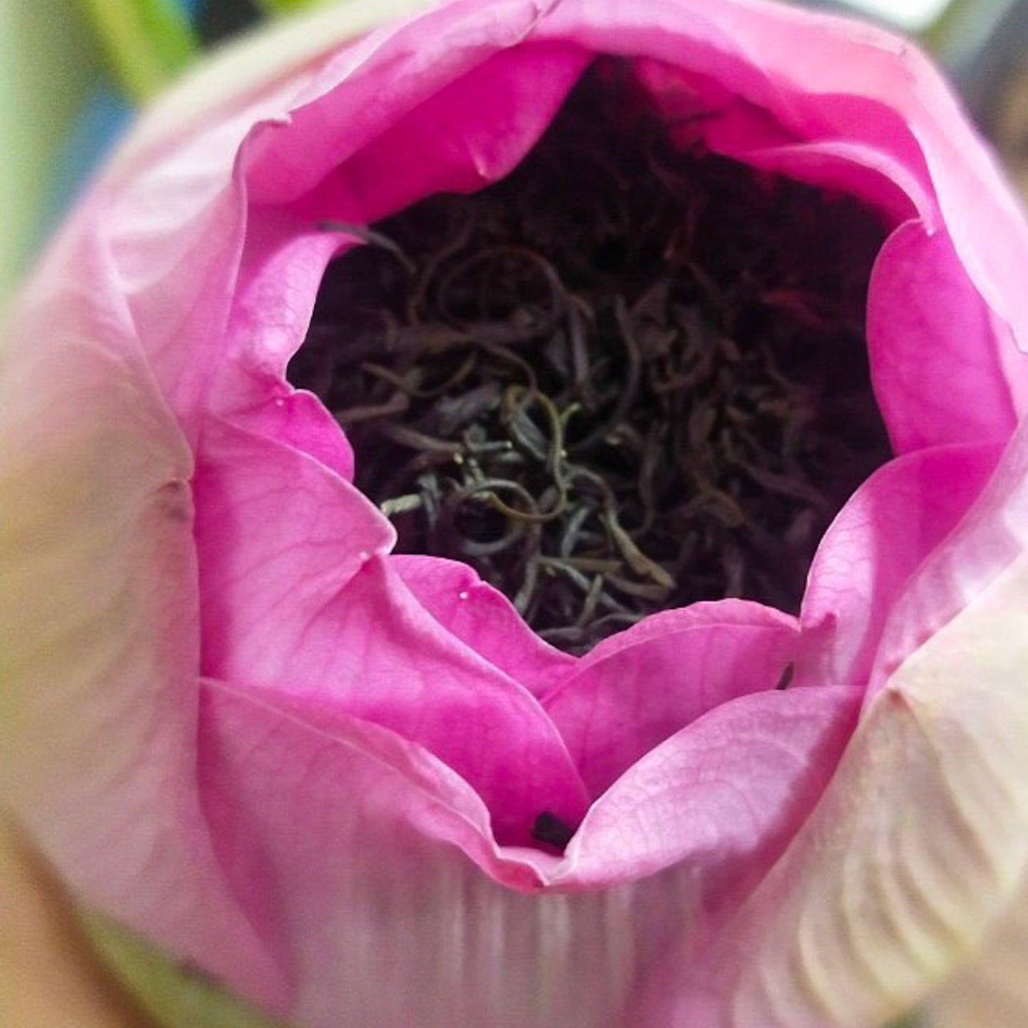 Lotus Blossom Thái Nguyên Green