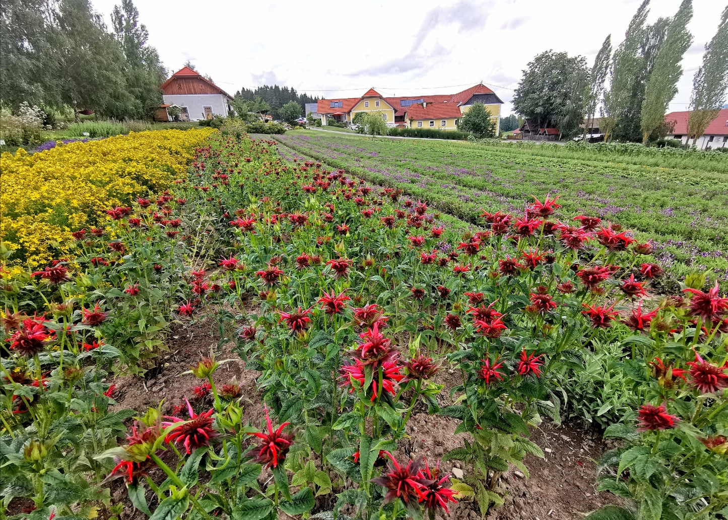 Arrive - Kräutermischung