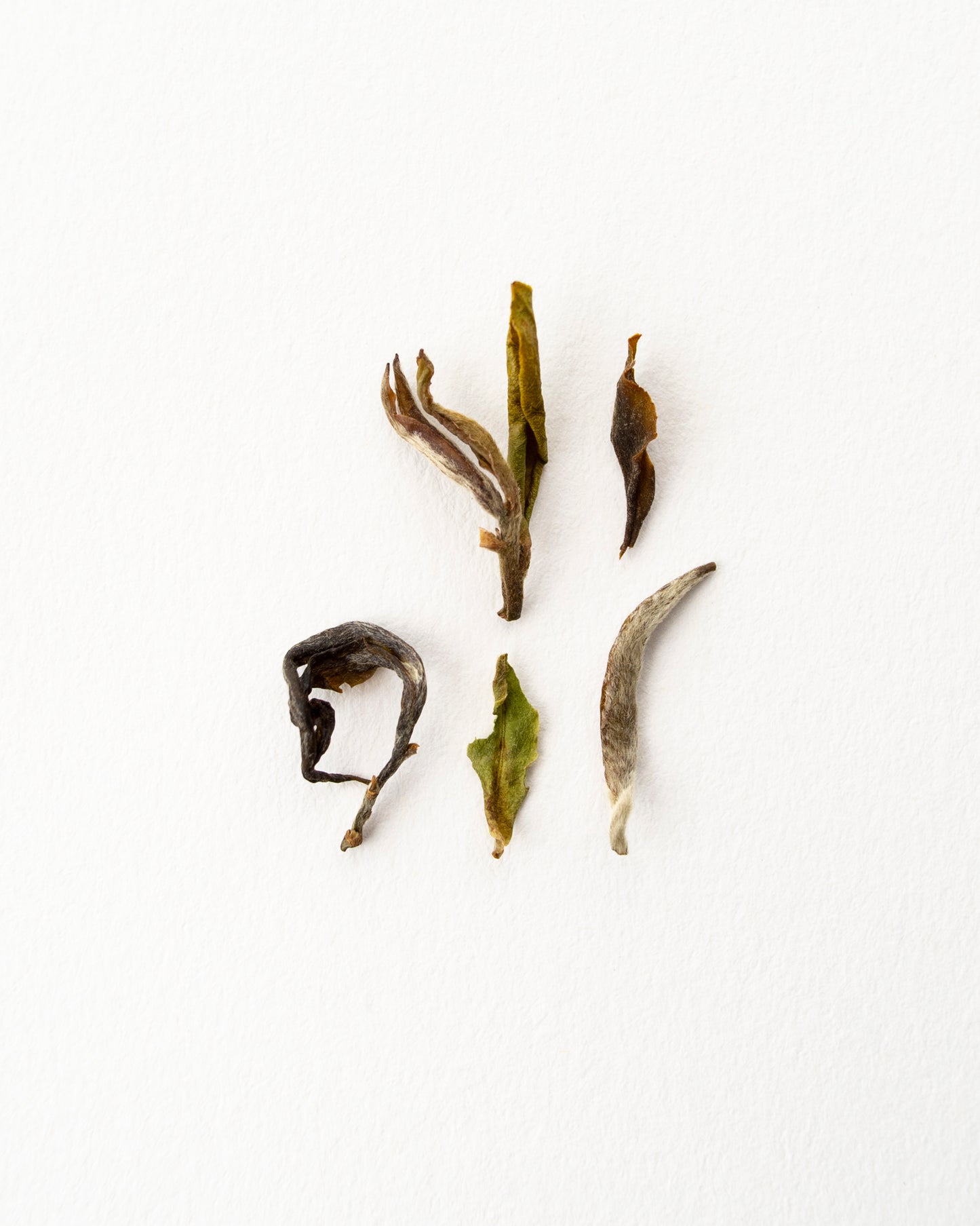 Euphoria Darjeeling - Black Tea