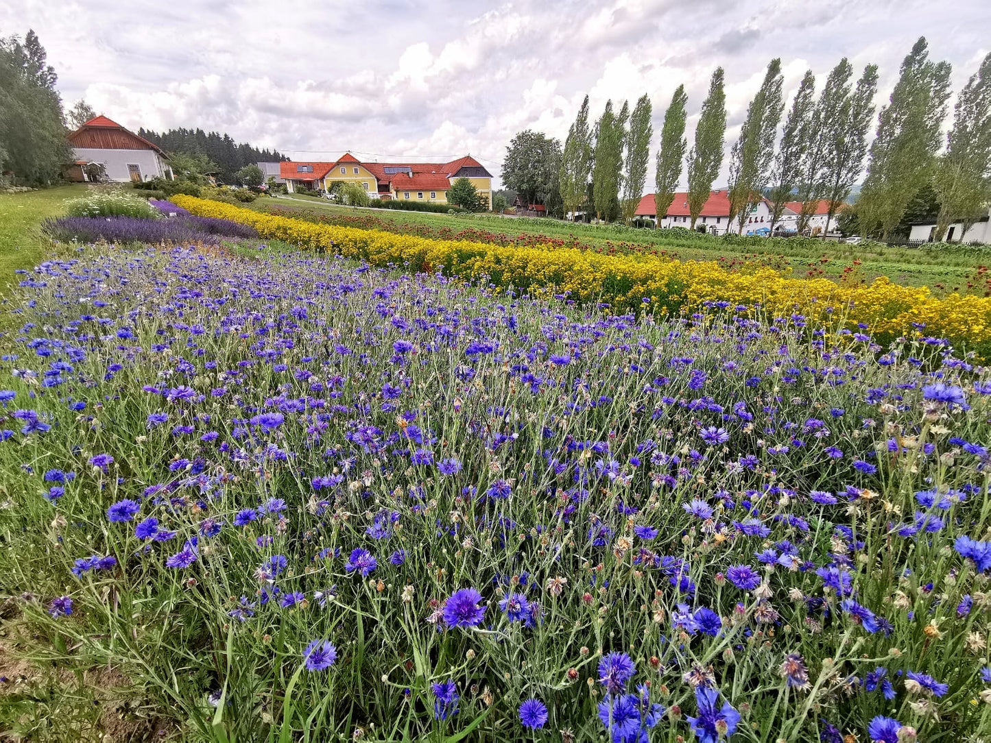 Unwind - Kräutermischung