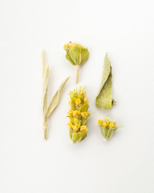 Greek Mountain - Kräutertee