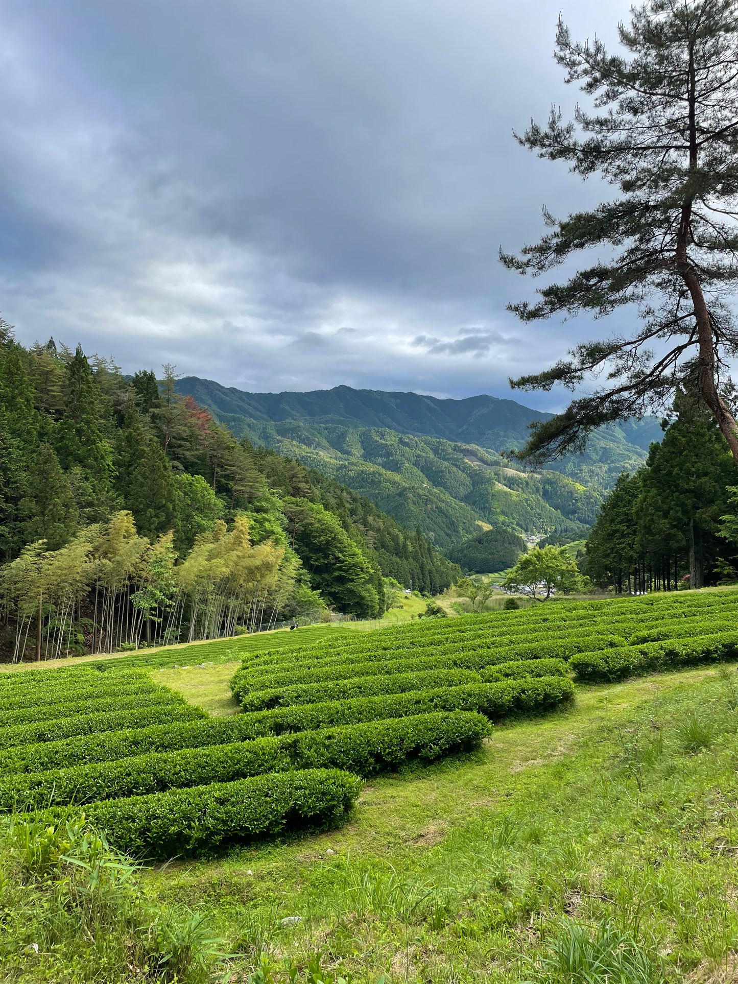 Sencha Suginomoto - Grüner Tee