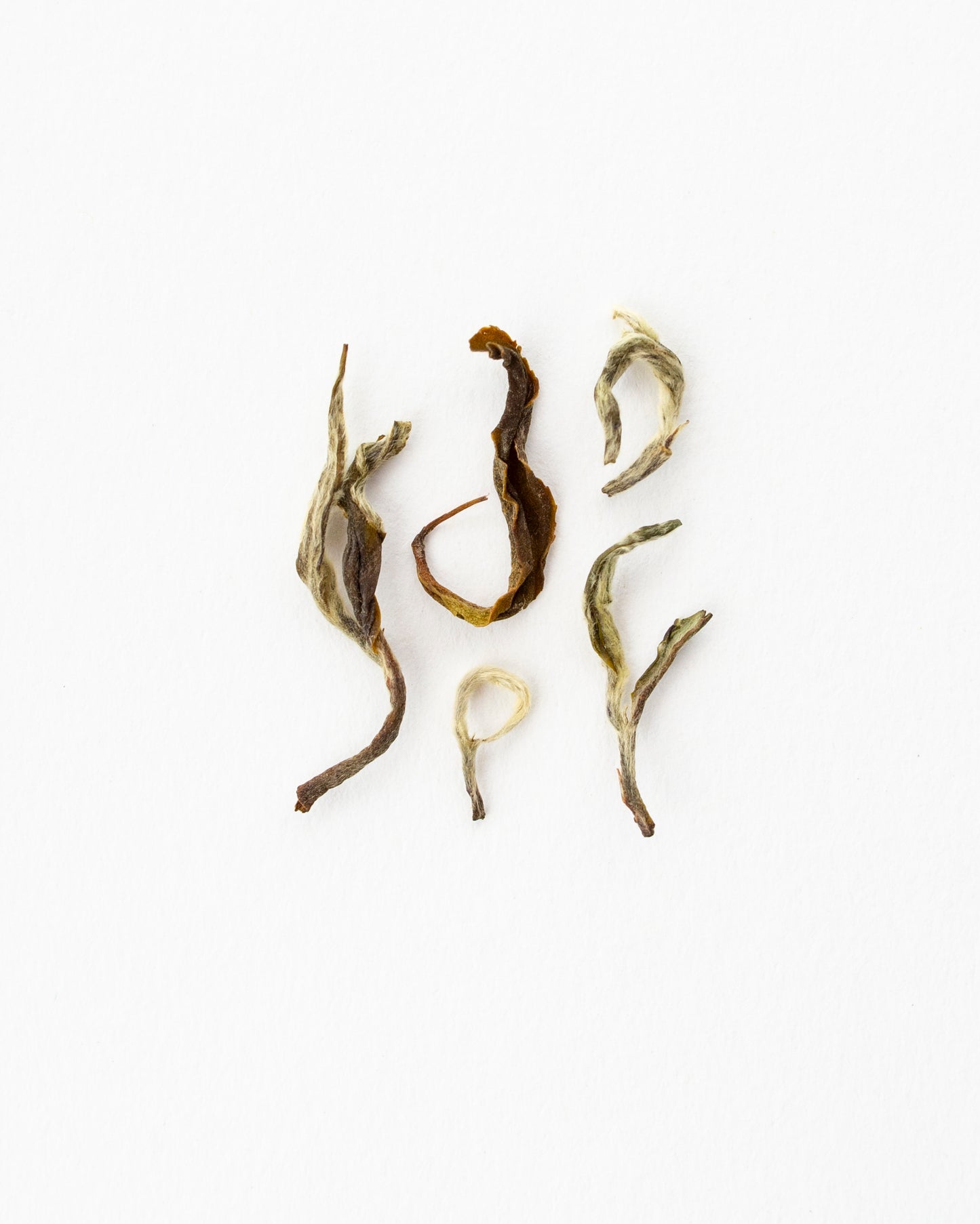 White Lotus - Weißer Tee