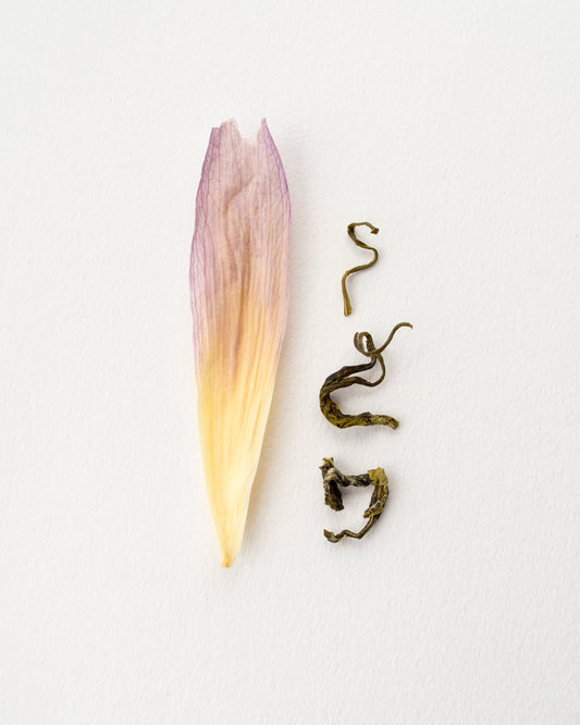 Lotus Blossom Thái Nguyên – Grüner Tee