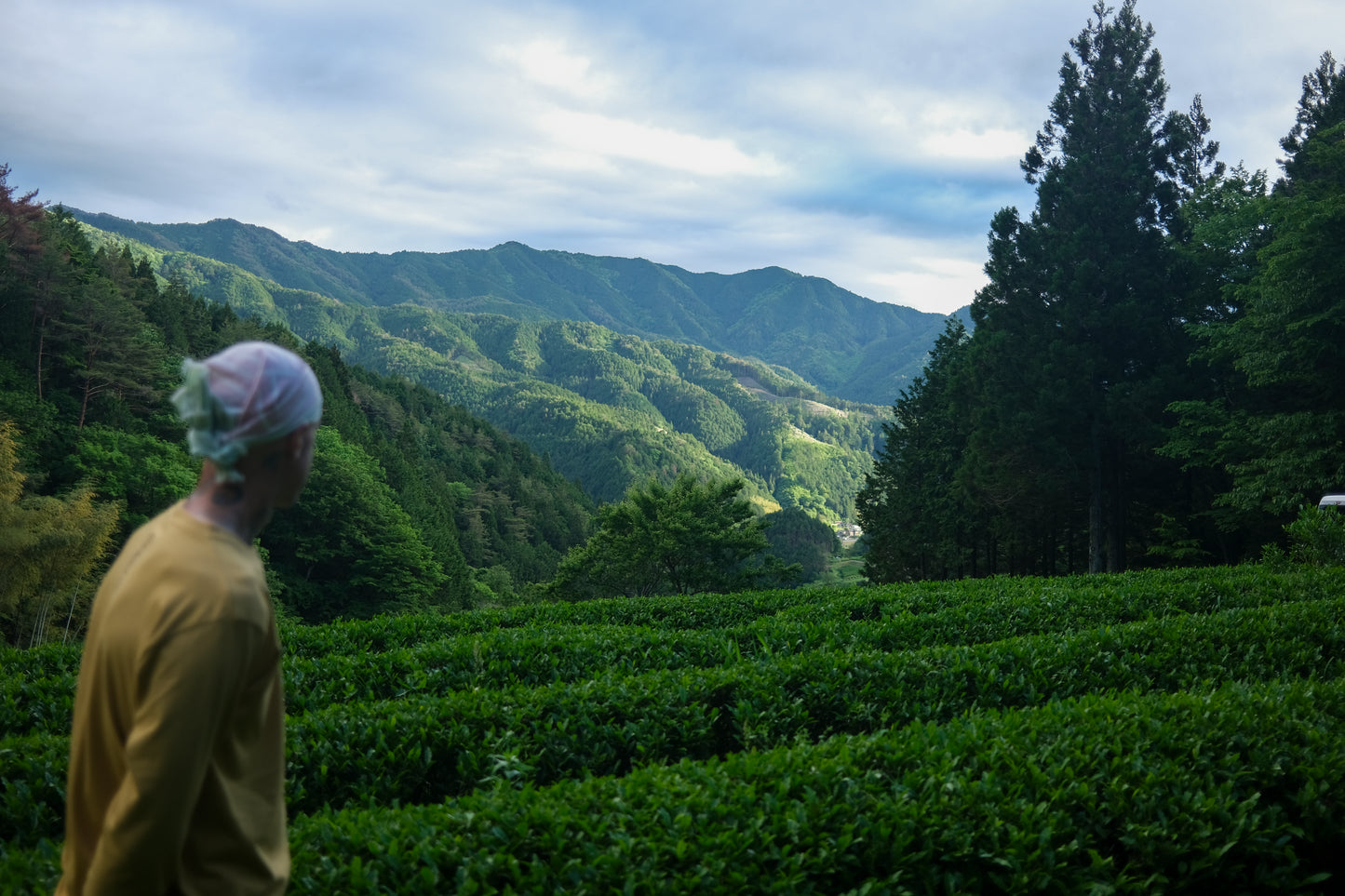 Meet the Tea Maker: Aleš from Nengancha (Japan)
