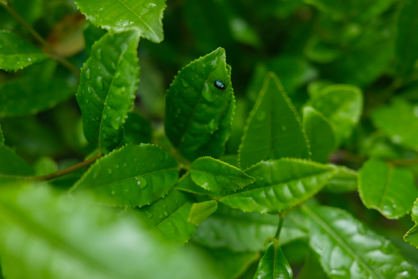 Meet the Tea Maker: Aleš from Nengancha (Japan)