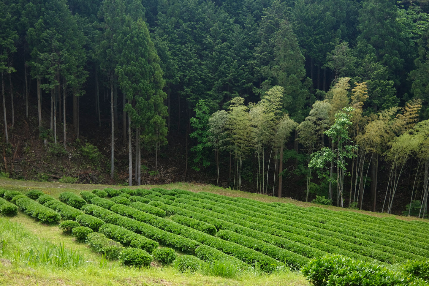 Meet the Tea Maker: Aleš from Nengancha (Japan)