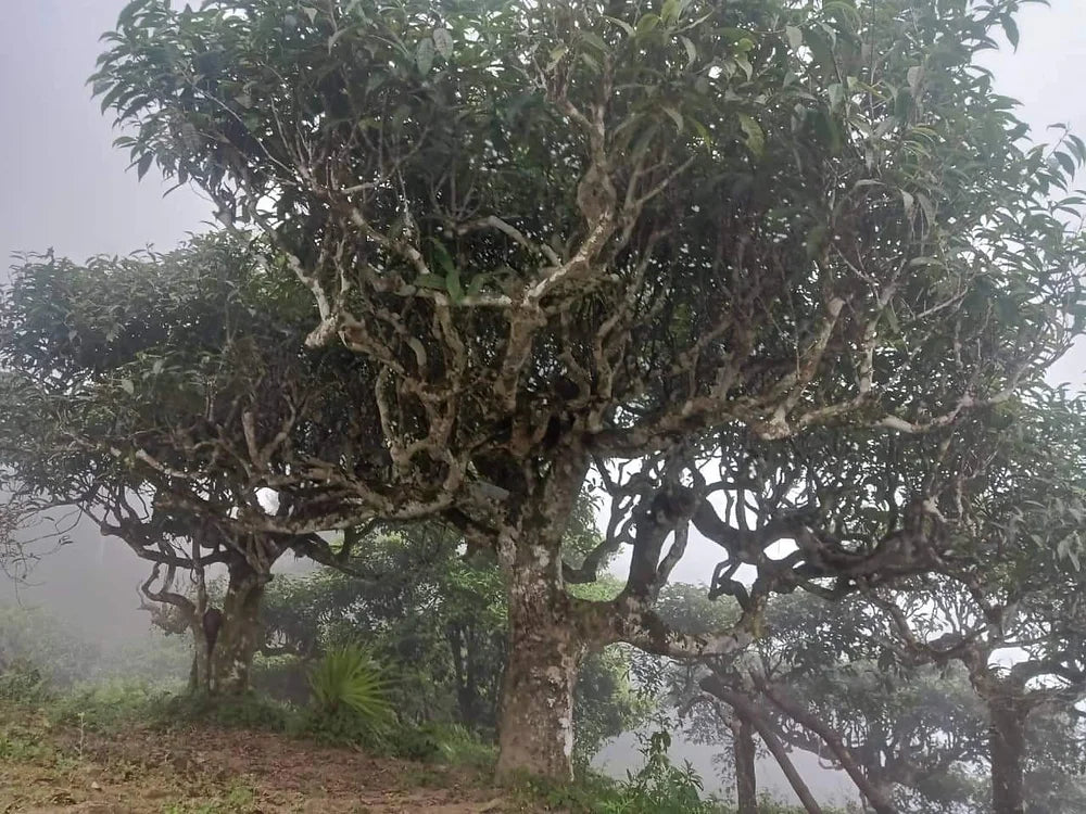 2022 Lùng Vài Old Trees Sheng