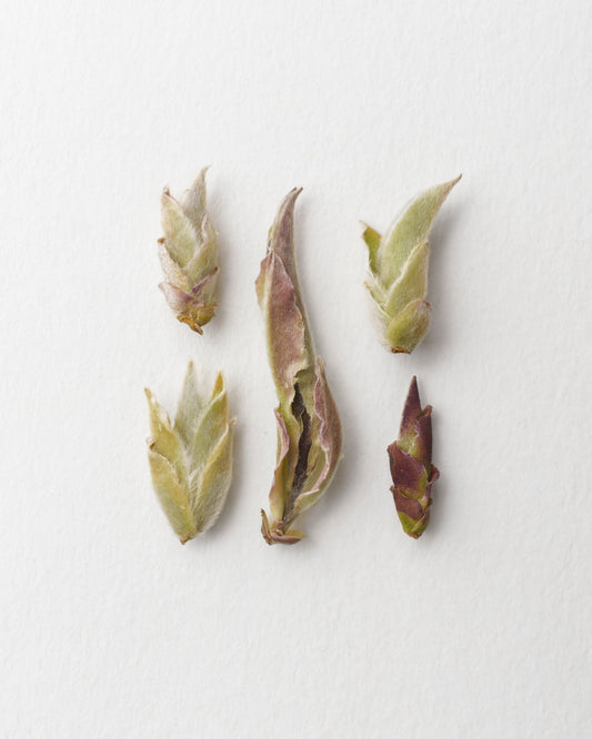 Yesheng Bai Ya - White Tea